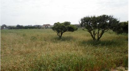 Terrain à Alcochete de 8 160 m²