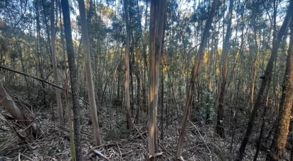 Terrain à Travassô e Óis da Ribeira de 4 950 m²