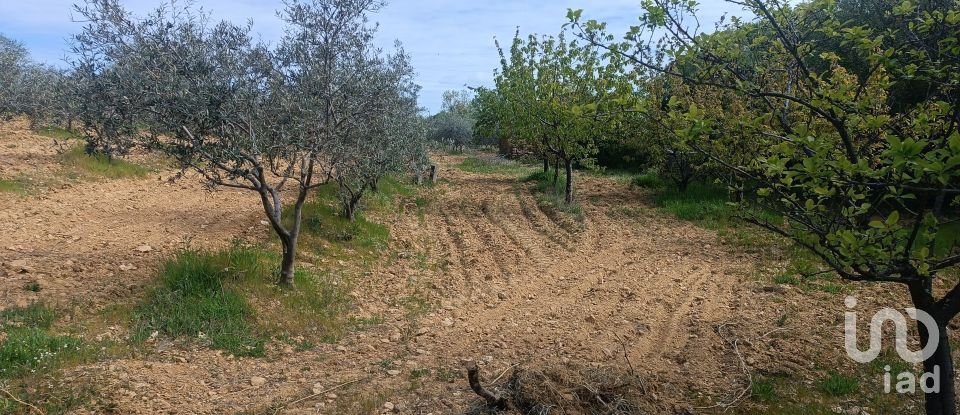 Land in Mogadouro, Valverde, Vale de Porco e Vilar de Rei of 21,625 m²