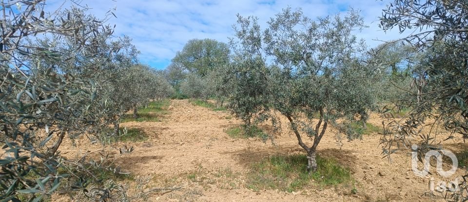 Land in Mogadouro, Valverde, Vale de Porco e Vilar de Rei of 21,625 m²