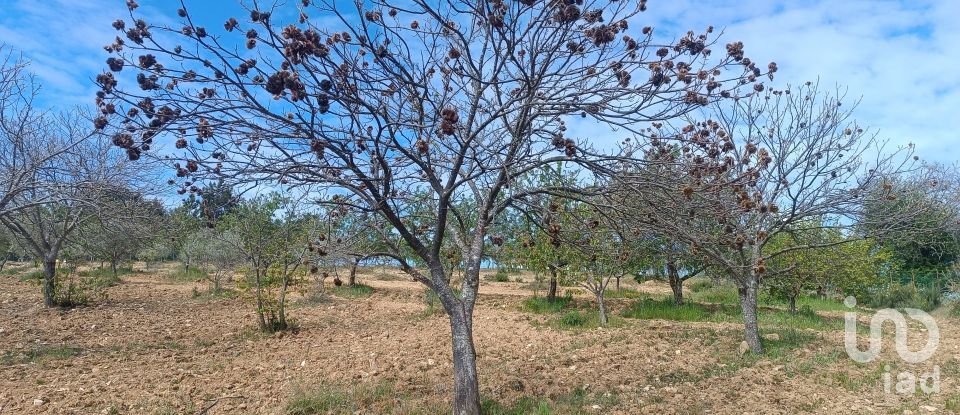 Land in Mogadouro, Valverde, Vale de Porco e Vilar de Rei of 21,625 m²