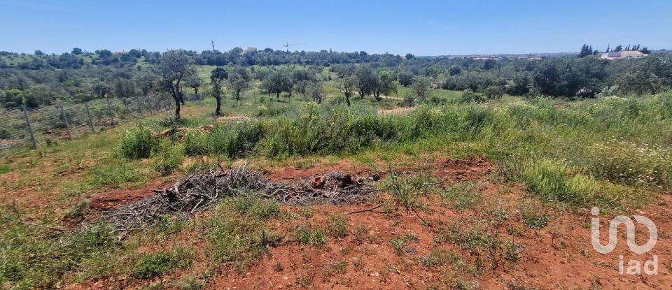 Land in Boliqueime of 8,000 m²