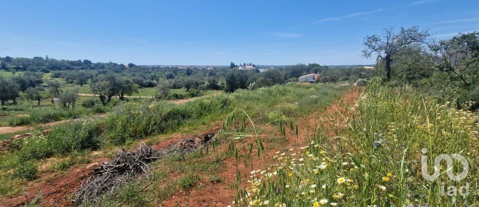 Land in Boliqueime of 8,000 m²