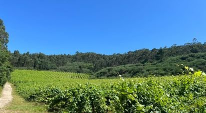 Terrain agricole à Sousela de 62 400 m²