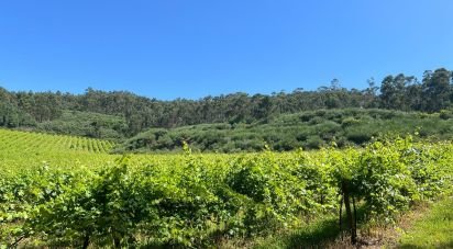 Terrain agricole à Sousela de 62 400 m²