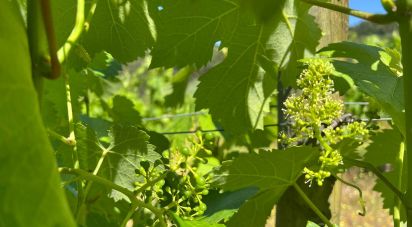 Terrain agricole à Sousela de 62 400 m²