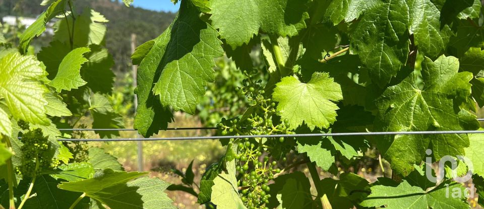 Terrain agricole à Sousela de 62 400 m²