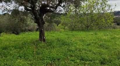 Terrain à Carregueiros de 10 500 m²