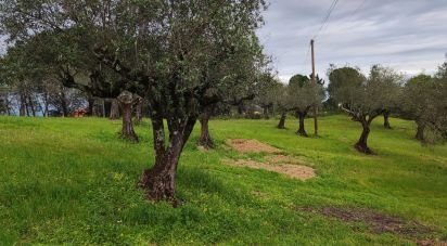 Terrain à Carregueiros de 10 500 m²