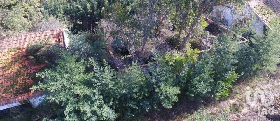 Terreno em Pinheiro da Bemposta, Travanca e Palmaz de 20 500 m²