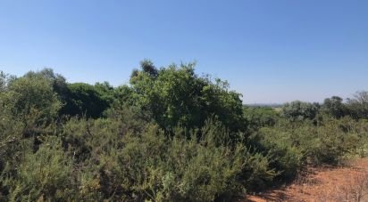 Terrain à Almoster de 30 000 m²