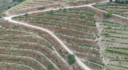 Domaine T0 à Ervedosa do Douro de 120 000 m²