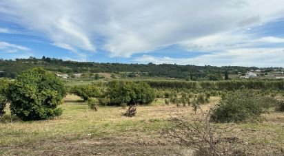 Land in Santa Maria, São Pedro e Sobral da Lagoa of 24,000 m²