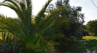 Terrain à bâtir à Areias e Pias de 640 m²