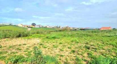 Terrain à Ericeira de 10 001 m²