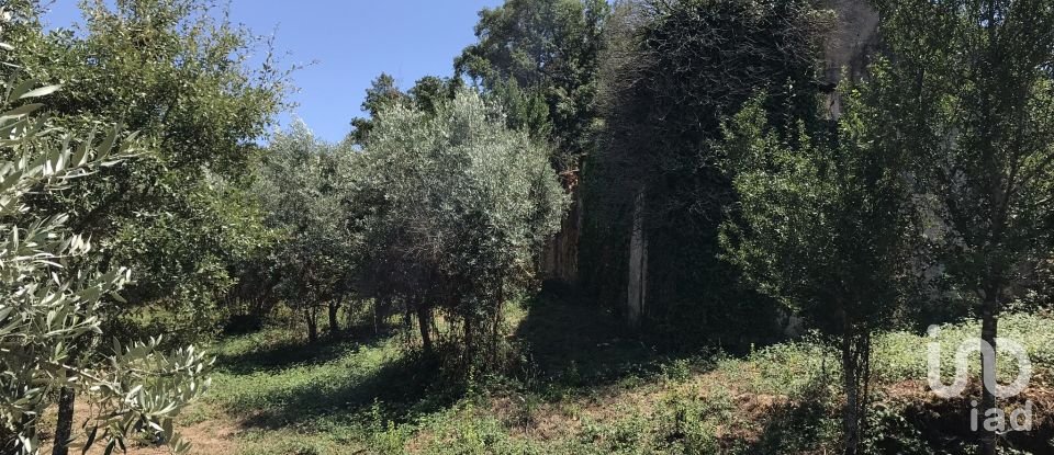 Farm T6 in Chãos of 650 m²