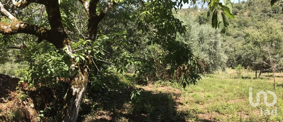 Farm T6 in Chãos of 650 m²