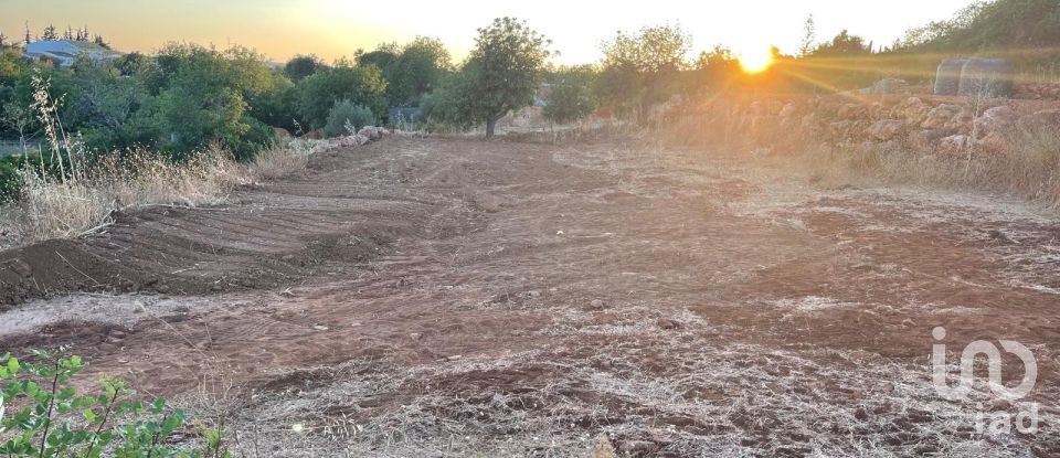 Land in Boliqueime of 8,000 m²