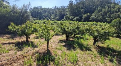 Terrain à Azueira e Sobral da Abelheira de 6 250 m²