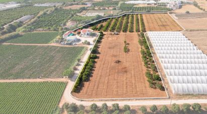 Farm T2 in Conceição e Estoi of 25,401 m²