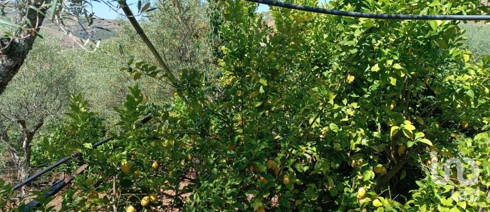 Terreno rústico em Poiares de 1 900 m²