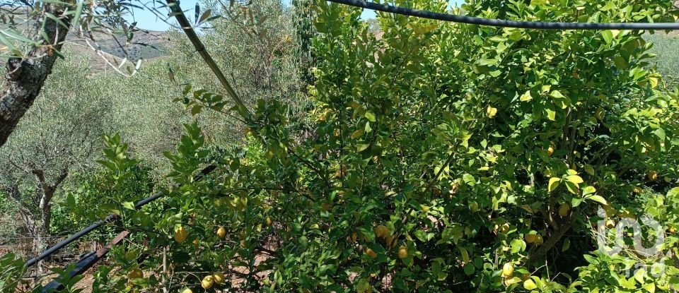 Terreno rústico em Poiares de 1 900 m²