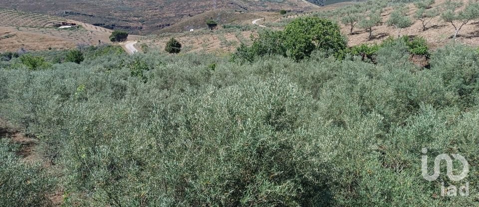Terreno rústico em Poiares de 1 900 m²