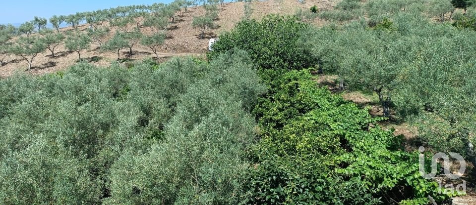 Terreno rústico em Poiares de 1 900 m²