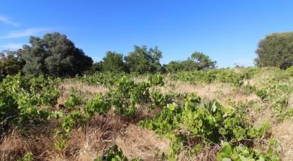 Farm land in Silves of 5,920 m²