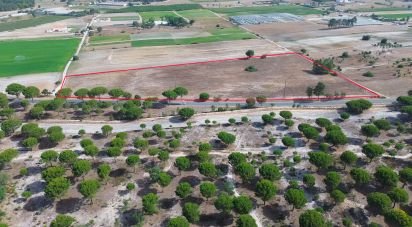 Land in Pegões of 42,500 m²