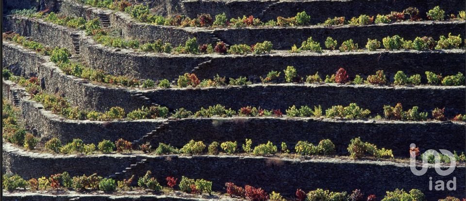 Ferme T1 à Tabuaço de 108 m²