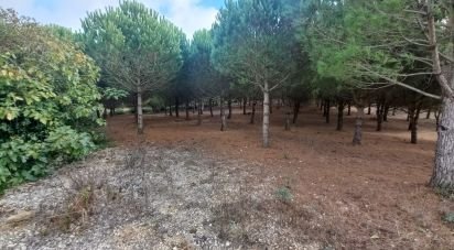 Building plot in Lamas e Cercal of 7,040 m²
