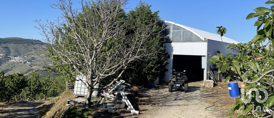 Ferme T6 à Penajóia de 305 m²