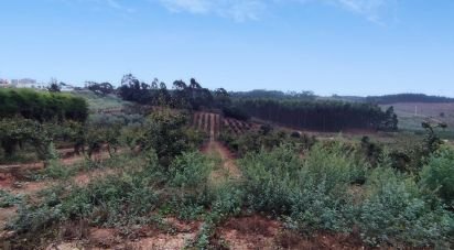 Terrain à Cadaval e Pêro Moniz de 4 574 m²