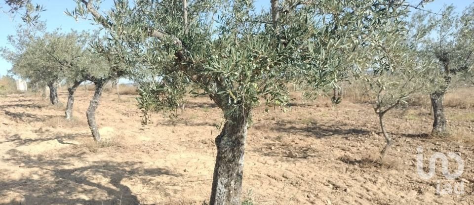 Farm land in Freixo de Espada à Cinta e Mazouco of 36,418 m²