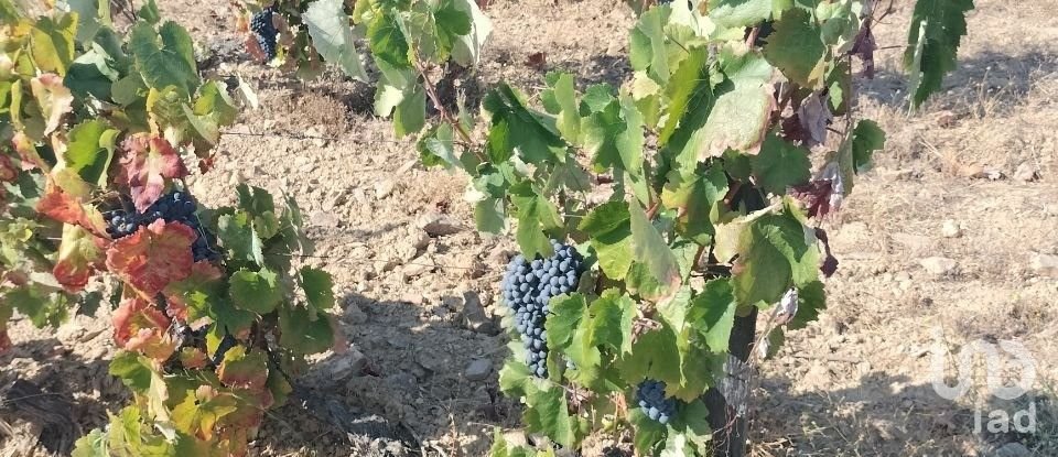 Farm land in Freixo de Espada à Cinta e Mazouco of 36,418 m²