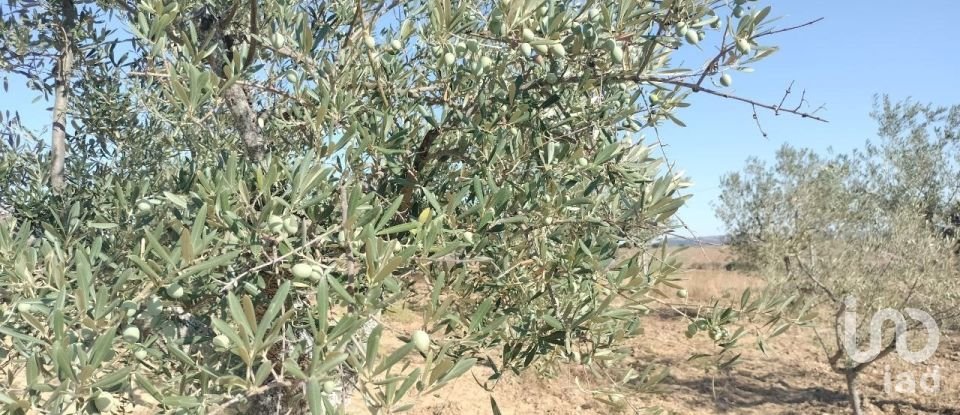 Farm land in Freixo de Espada à Cinta e Mazouco of 36,418 m²