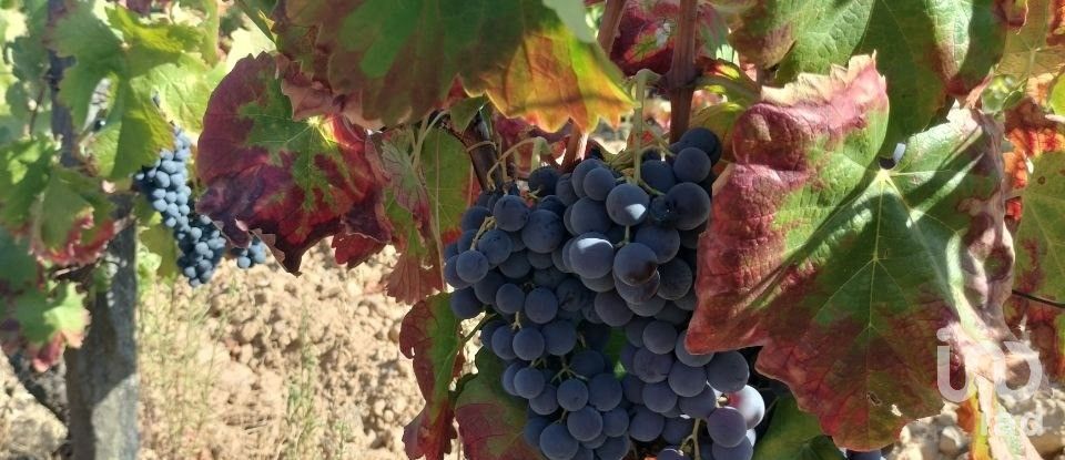 Farm land in Freixo de Espada à Cinta e Mazouco of 36,418 m²