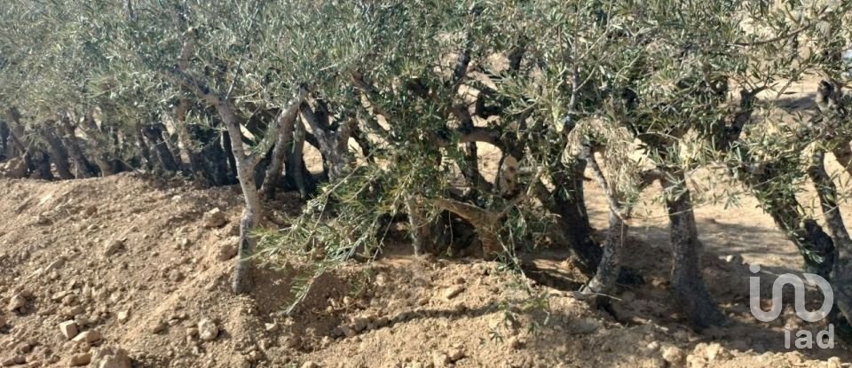 Farm land in Freixo de Espada à Cinta e Mazouco of 36,418 m²