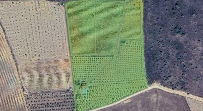 Farm land in Freixo de Espada à Cinta e Mazouco of 36,418 m²