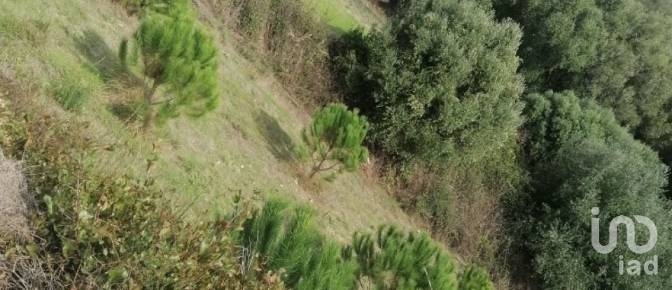 Terreno rústico em Igreja Nova e Cheleiros de 14 250 m²