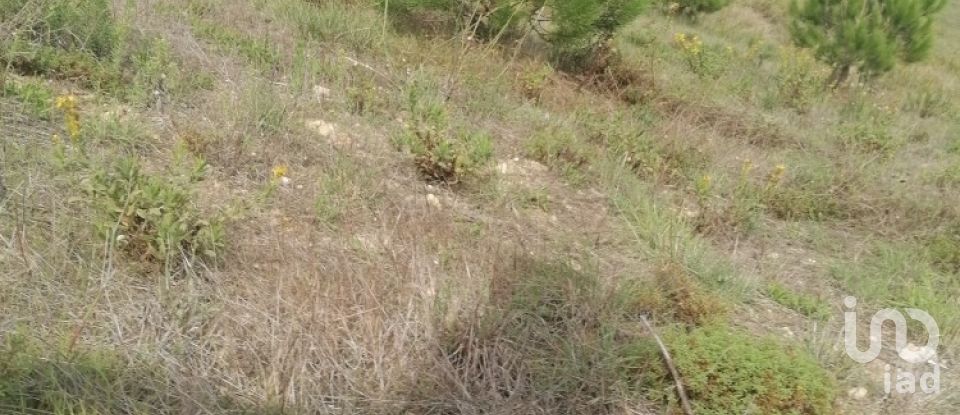 Terreno rústico em Igreja Nova e Cheleiros de 14 250 m²