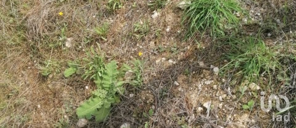 Terreno rústico em Igreja Nova e Cheleiros de 14 250 m²