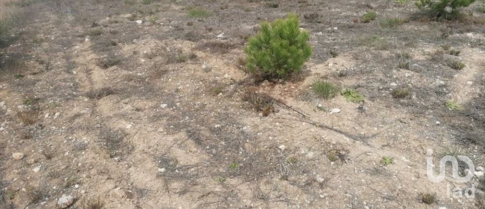 Terreno rústico em Igreja Nova e Cheleiros de 14 250 m²