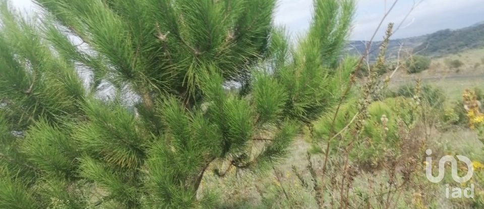 Terreno rústico em Igreja Nova e Cheleiros de 14 250 m²