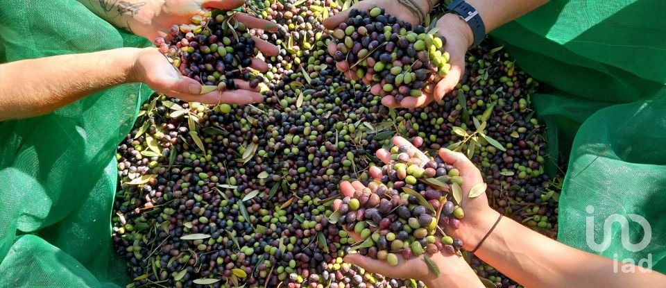 Farm T11 in Parada de Gonta of 800 m²