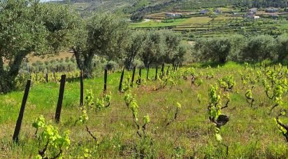 Terrain à Tabuaço de 1 650 m²