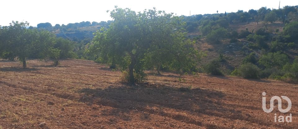 Terreno em Boliqueime de 5 000 m²