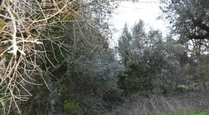 Terrain à Areias e Pias de 1 200 m²