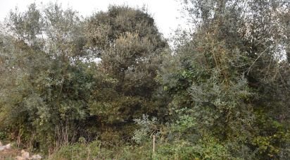 Terrain à Areias e Pias de 1 200 m²